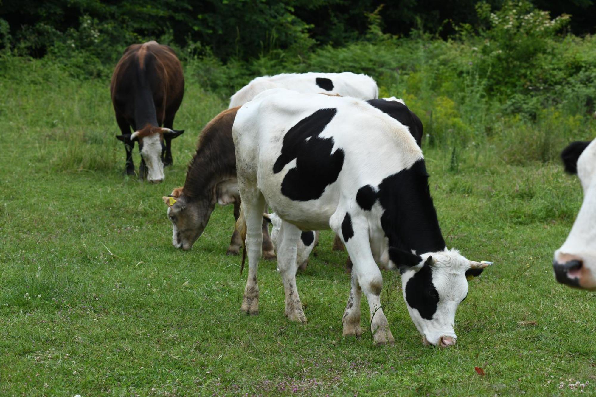 Narkoey Ecologic Hotel & Organic Farm Κοτζαελί Εξωτερικό φωτογραφία