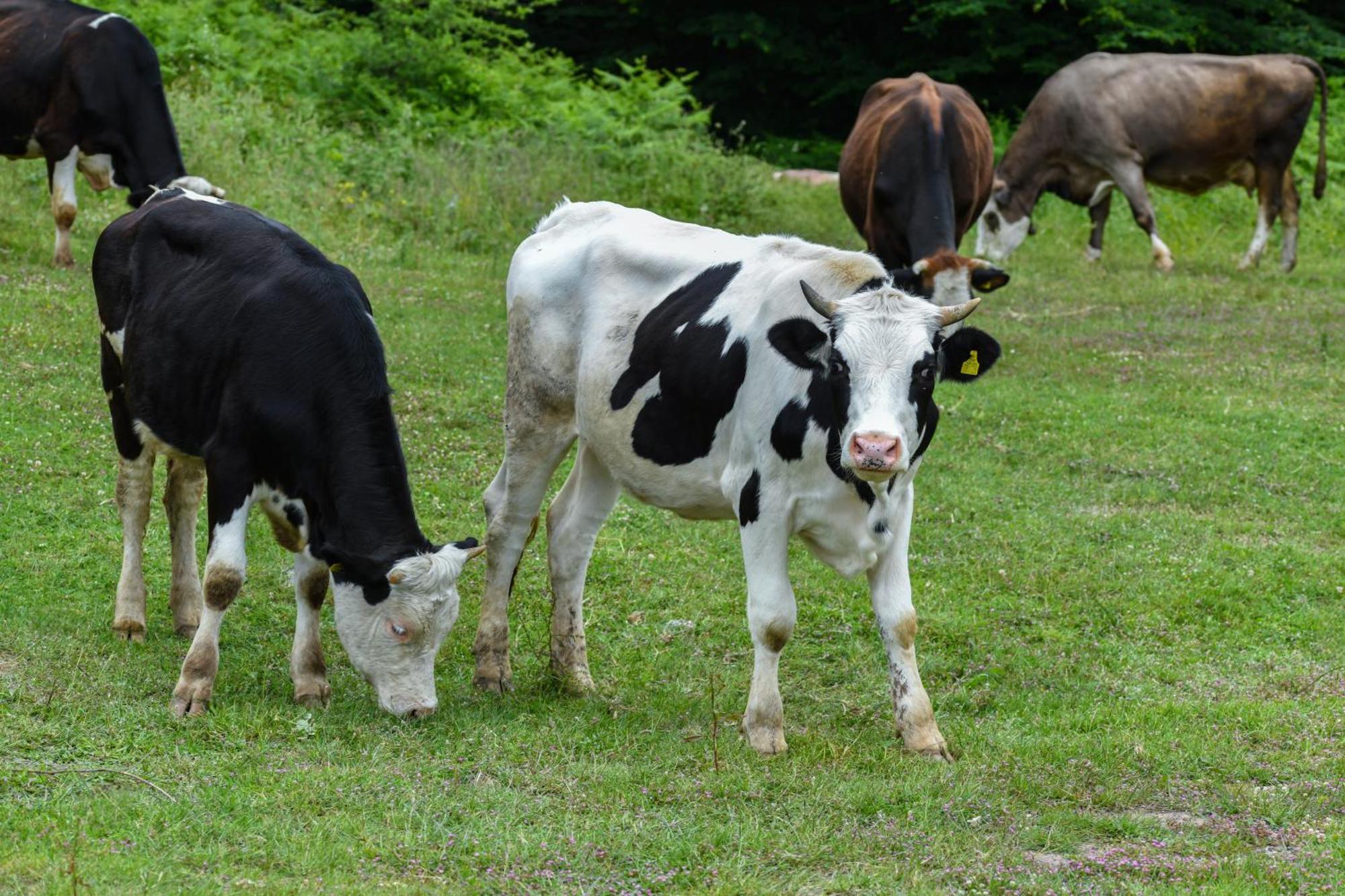 Narkoey Ecologic Hotel & Organic Farm Κοτζαελί Εξωτερικό φωτογραφία