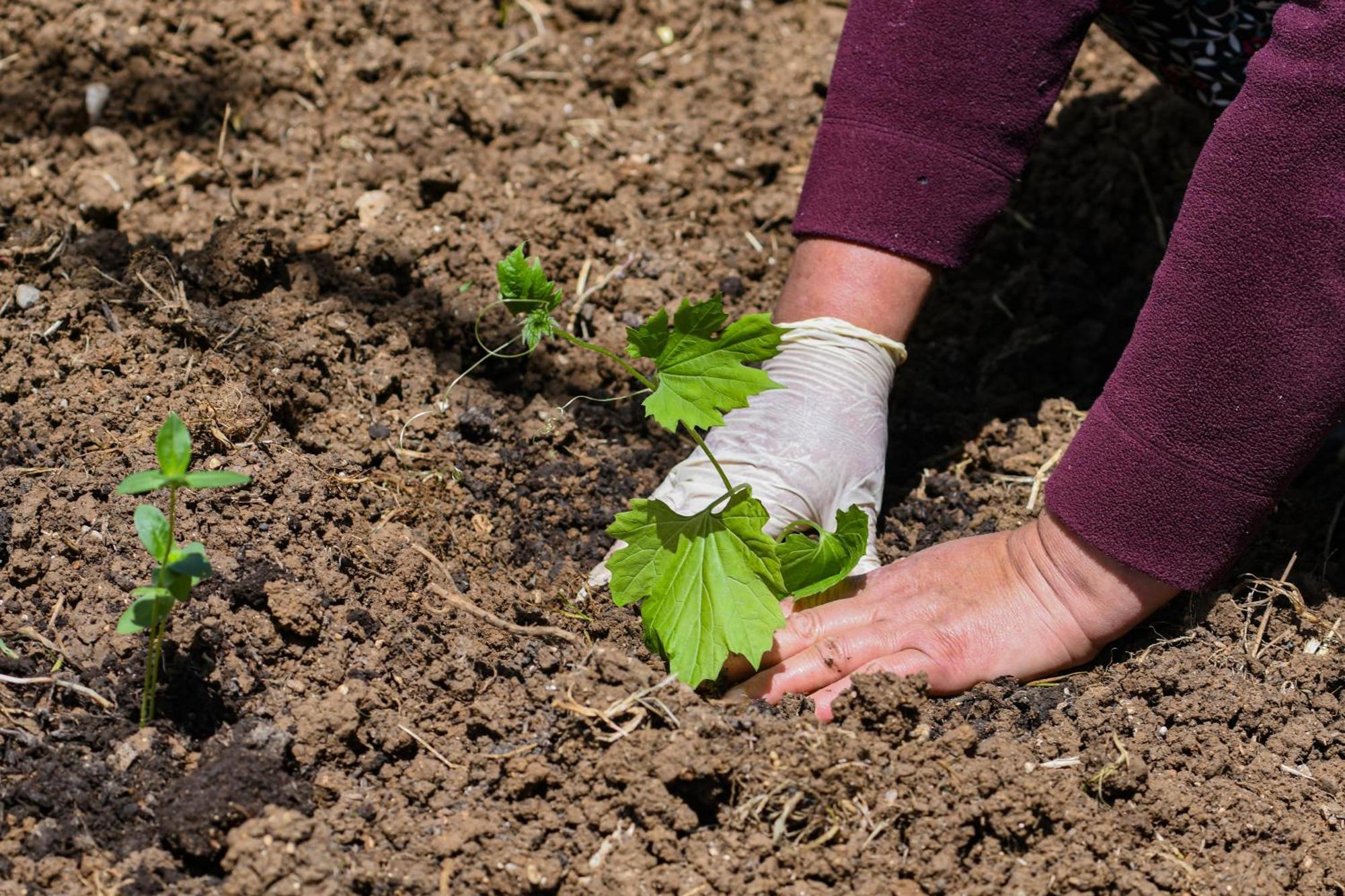 Narkoey Ecologic Hotel & Organic Farm Κοτζαελί Εξωτερικό φωτογραφία